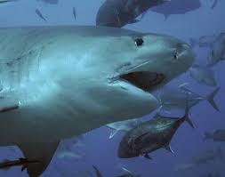 tiger shark galeocerdo cuvier animals a z animals