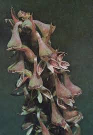 Image result for Disa hircicornis