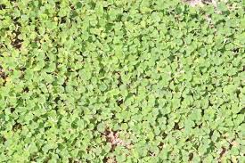 Image result for Grona triflora