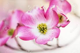 We did not find results for: Pink Dogwood Tree Blooming In Spring In Smoky Mountains Of East Tennessee Stock Photo Picture And Royalty Free Image Image 76944265