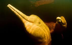 We did not find results for: Une Vie Plus Rose Pour Le Dauphin Des Rivieres Wwf France