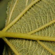 Image result for Gouania tiliifolia