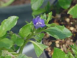 Image result for Hydrolea brevistyla