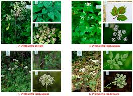 Image result for Pimpinella