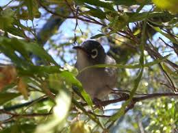 Image result for Hilsenbergia petiolaris