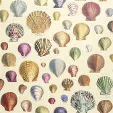 Sunset on beach with shell, diving in tropics, seashells, flip flops and seashells, seashells texture on sand, summer accessory trends. Captain Thomas Browns Shells Sepia Wallpaper John Derian Designers Guild