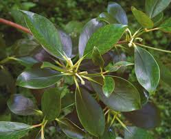 Image result for Ternstroemia polypetala