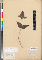 Image result for Dissotis multiflora