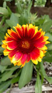 Blanket Flowers Plant Care And Collection Of Varieties Garden Org Plants Plant Care Sunflower House