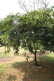 Image result for Afrostyrax kamerunensis