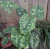 We did not find results for: Hilo Beauty Elephant Ear