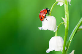 As larvae, ladybugs eat pests by the hundreds. 16 Things Ladybugs Like To Eat Most