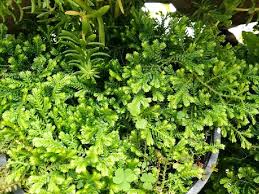 Image result for Selaginella congoensis