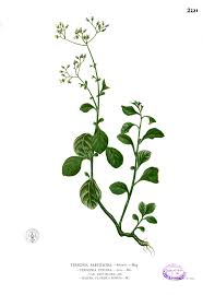 Image result for Vernonia cinerea