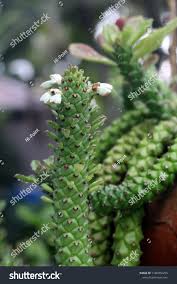 Image result for Monadenium lugardiae