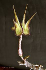 Image result for Ceropegia burchelliana