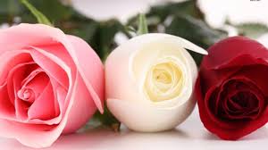 Find & download free graphic resources for rose. Beautiful Rose Flowers Wallpapers Free Download Rose Beautiful Flower Pic Download 1600x900 Download Hd Wallpaper Wallpapertip