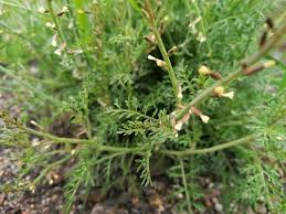 Image result for Carrichtera annua