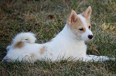 All grooming health nutrition puppies training. 21 Norrbottenspets Nordic Spitz Ideas Nordic Dog Breeds Dogs