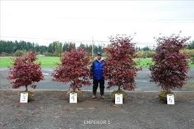 'beni hoshi' makes a statement in any small garden. Don Schmidt Nursery Inc Wholesale Nursery Supplies Plant Growers In Oregon Nursery Guide