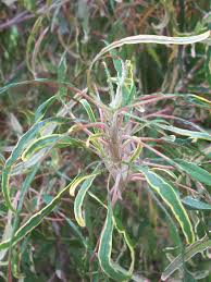 Image result for Acalypha allenii