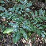 Image result for Cnestis polyphylla