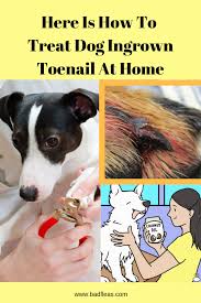 An ingrown toenail kit3 with a toenail nipper and file costs about $20 at walgreens.com. Clipping Dog Gui Home Ingrown Nail Tips Toe Toenails Treat Dog Toe Nail Clipping And How To Treat Dog Ingrown Toe Nail Dog Skin Care Dog Broken Nail