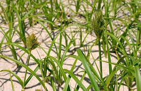 Image result for Peponium vogelii