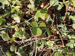 Image result for Marsilea apposita