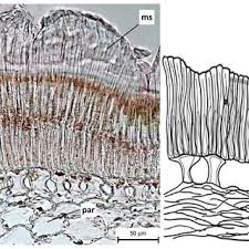 Image result for Ceropegia gracilidens