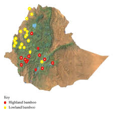 Image result for Oreobambos buchwaldii