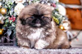 (kā nekā pekinas olimpiādes gads. Pekinas Nuotraukos Kaina VeislÄ—s Aprasymas