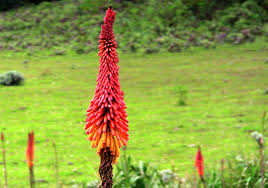 Image result for Kniphofia grantii