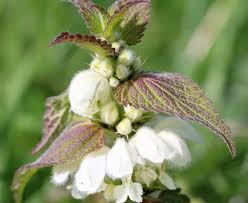 Image result for Lamiaceae