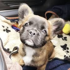 Peaches Is A Long Haired Kennel Club Registered Purebred French Bulldog She Is The Result Of Her Two Parents Super Cute Puppies Bulldog French Bulldog Puppies