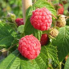 Image result for Rubus iringanus