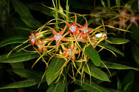 Image result for Strophanthus speciosus