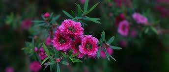 In vitro konnten antibakterielle eigenschaften des honigs nachgewiesen werden. Manuka Honig Goldenes Naturheilmittel Aus Neuseeland