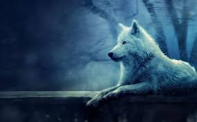 Lone Wolf Wallpapers Wallpaper Cave Wallpapers.net provides hand picked high quality 4k ultra hd desktop & mobile wallpapers in various resolutions to suit your needs such as apple iphones, macbooks, windows pcs, samsung phones, google phones, etc. lone wolf wallpapers wallpaper cave