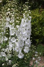 Buy Delphinium Delphinium 39 Centurion White Centurion Series 39 Delivery By Waitrose Garden In Associati Delphinium Flowers Delphinium Plant Delphinium