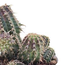 Image result for Euphorbia halipedicola