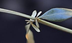 Image result for Stadmannia oppositifolia