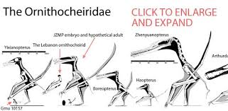 Cearadactylus is a genus of large early cretaceous (albian) pterosaurs from south america. The Family Tree Of The Pterosauria 19 The Ornithocheiridae Part 3 Of 3 The Pterosaur Heresies