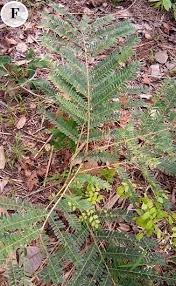 Image result for Lasiodiscus mannii