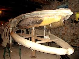 Elle a pourtant une bonne stratégie pour regagner son milieu du pacifique du fait du réchauffement climatique et de la fonte des glaces, il y a maintenant une possibilité de passer entre le pacifique et l'atlantique, et il est. La Baleine De Port La Nouvelle