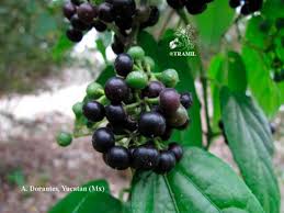 Image result for Cissus faucicola