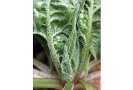The cause is dependent on the type of plant you have. Little White Spheres On Spinach Leaves Unh Extension