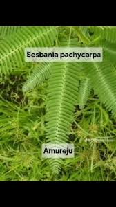 Image result for Sesbania pachycarpa