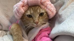 She is enjoying being pampered. Throwback to January 2020. How was this 5  years ago? Watch story for more spa day. @the_cat_named_carrot @erin_merryn  #swipeleft