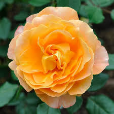 Image result for Rosaceae